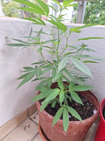 - (Cannabis, Pflanzenpflege, Hanf)