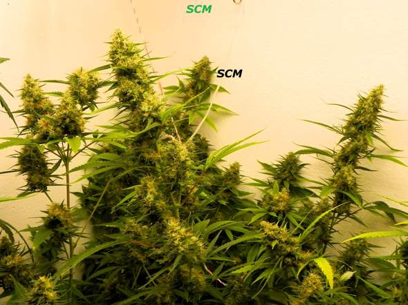 - (Cannabis, Pflanzenpflege, Hanf)