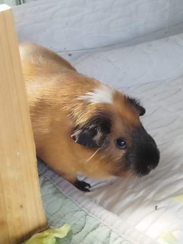 - (Name, Meerschweinchen, Nagetiere)