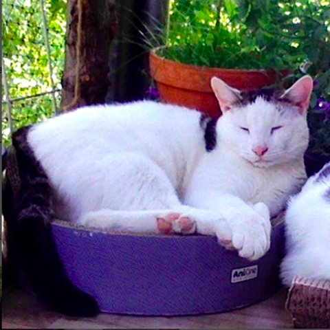 - (Katze, Haustiere, Kater)