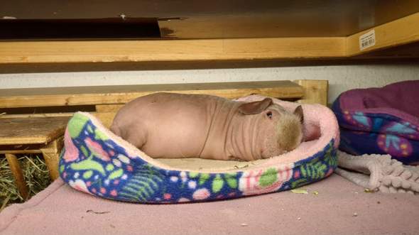 - (Tiere, Meerschweinchen)