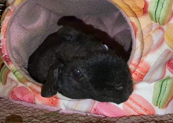 - (Tiere, Meerschweinchen)