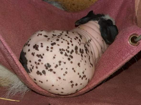 - (Tiere, Meerschweinchen)