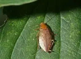 - (Schaben, Waldschabe)