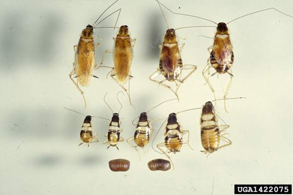 - (Schädlinge, Ungeziefer, Insektenbestimmung)