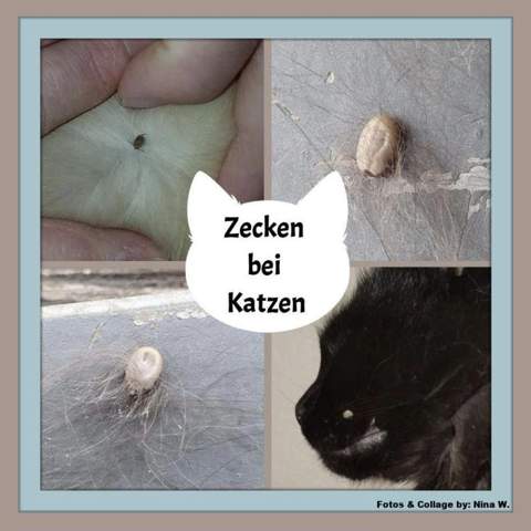 Bild zum Beitrag