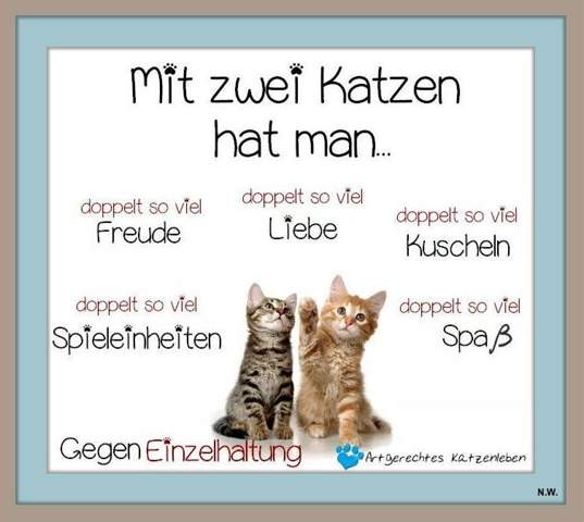 - (Katze, Farbe, Tiermedizin)