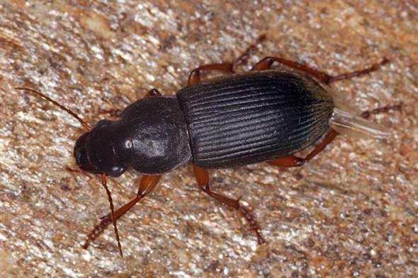 - (Insekten, Schädlinge, Ungeziefer)