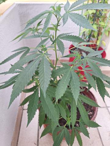 - (Wasser, Cannabis, Erde)
