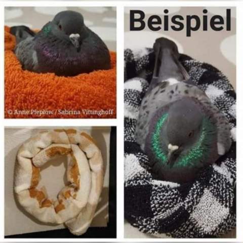 Bild zum Beitrag