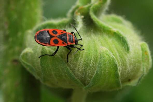 - (Insekten, Käfer, Insektenbestimmung)