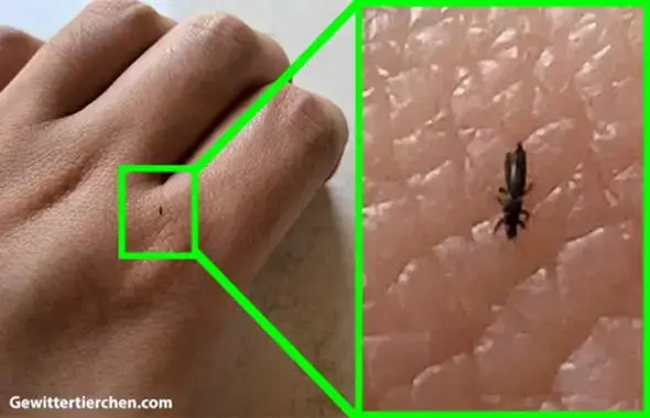 - (Insekten, Schädlinge, Käfer)