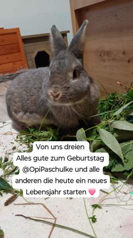 - (Freundschaft, Freunde, Geburtstag)