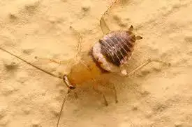 - (Insekten, Käfer)