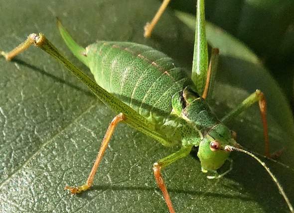 - (Insekten, Käfer, Insektenbestimmung)