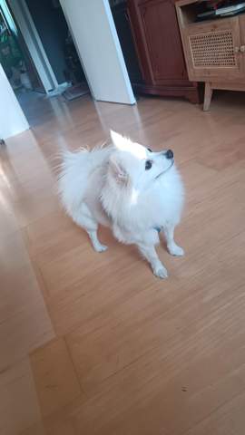 - (Gesundheit, Tierhaltung, Hundehaltung)
