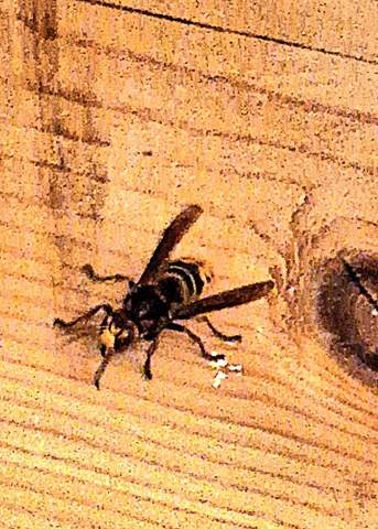 - (Insekten, Schädlingsbekämpfung, Wespen)