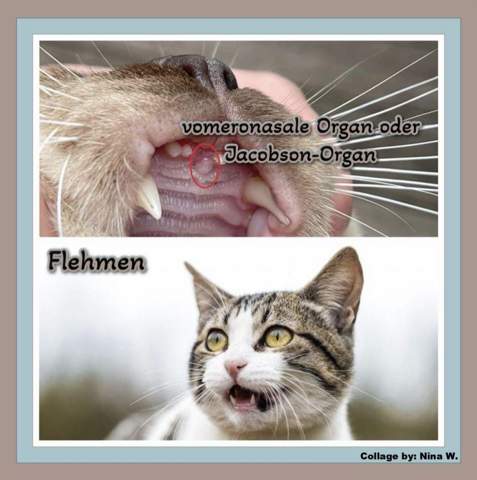 - (Katze, Kater, Tierhaltung)