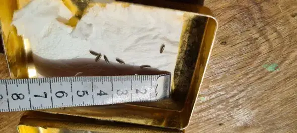 - (Insekten, Eier, Schädlinge)