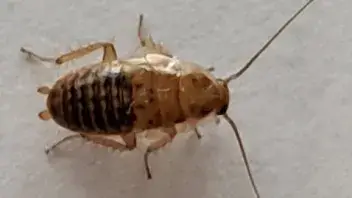 - (Insekten, Schädlinge, Insektenbestimmung)