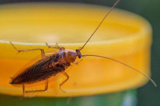 - (Insekten, Schädlinge, Ungeziefer)
