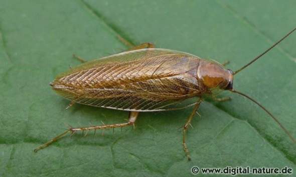 - (Schädlinge, Schädlingsbekämpfung, Insektenbestimmung)