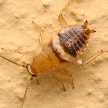 - (Insektenbestimmung, Schaben, Waldschabe)