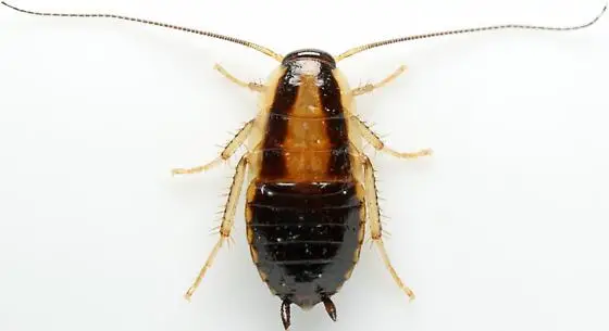 - (Insektenbestimmung, Schaben, Waldschabe)