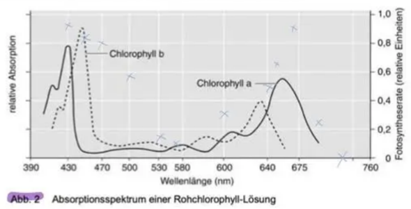 - (Schule, Biologie, Wissenschaft)