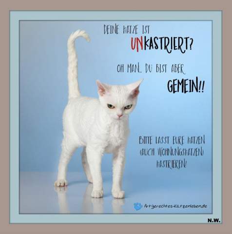 - (Katze, Tiermedizin, Katzenjunges)