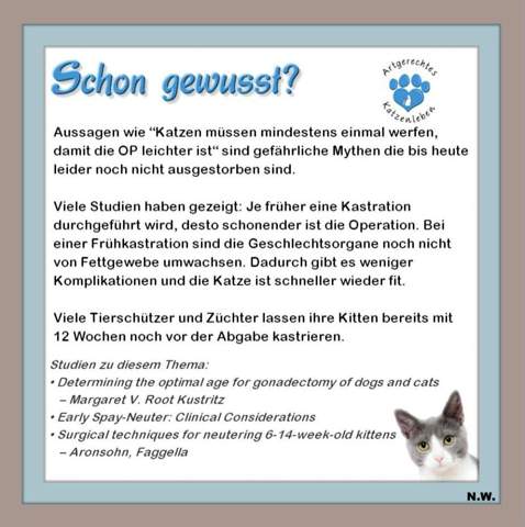 - (Katze, Tiermedizin, Katzenjunges)