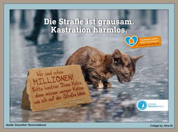 - (Katze, Tiermedizin, Katzenjunges)