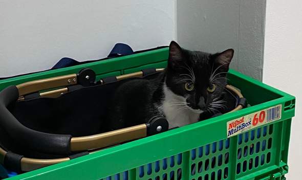 - (Katze, Haustiere, Alltag)