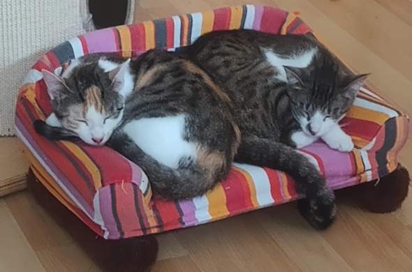 - (Katze, Haustiere, Alltag)