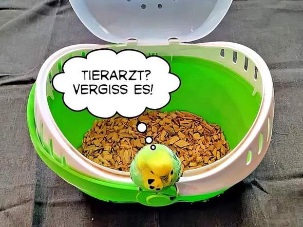 Bild zum Beitrag