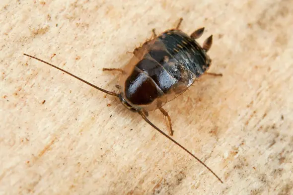 - (Insekten, Schädlinge, Ungeziefer)