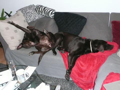- (Hund, Tierquälerei)