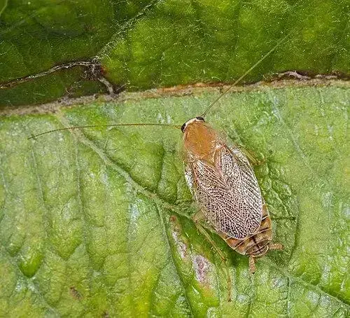 - (Insektenbestimmung, Käferart, Schaben)