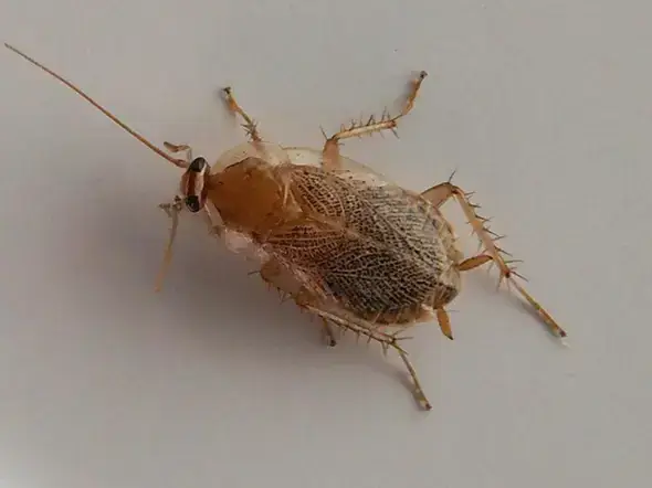 - (Insektenbestimmung, Käferart, Schaben)