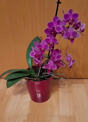 - (Menschen, Orchideen)