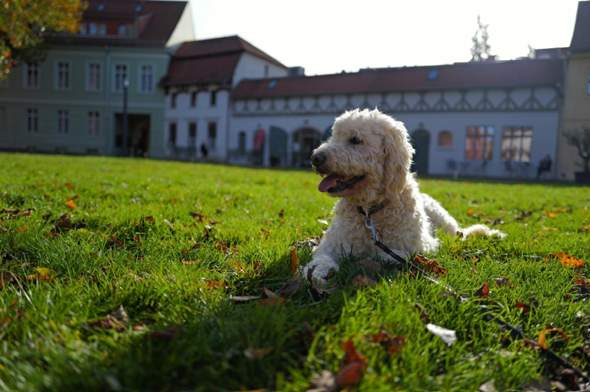 Bild zum Beitrag