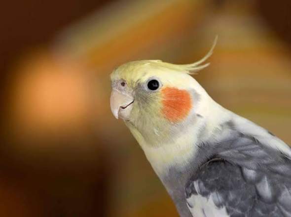 - (Vögel, Tierhaltung, lustig)