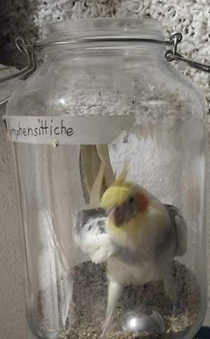 - (Vögel, Tierhaltung, lustig)