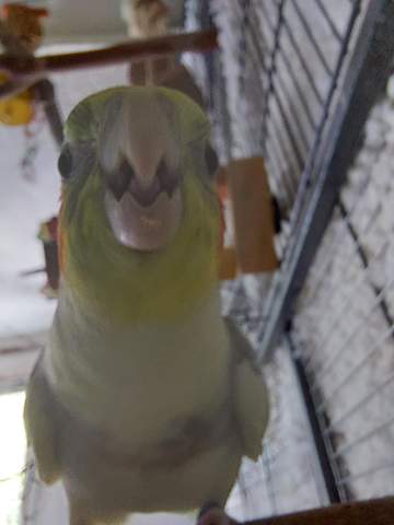 - (Vögel, Tierhaltung, lustig)