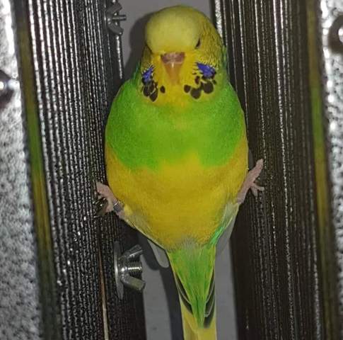 - (Vögel, Tierhaltung, lustig)