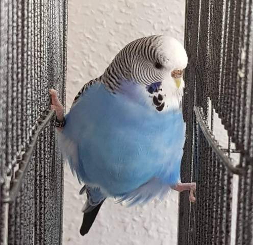 - (Vögel, Tierhaltung, lustig)
