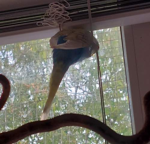 - (Vögel, Tierhaltung, lustig)