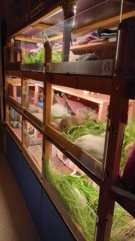 - (Gesundheit, Meerschweinchen, Haltung)