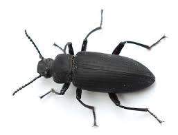 - (Insekten, Schädlinge, Ungeziefer)