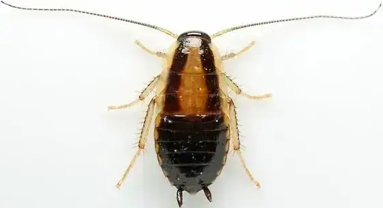 - (Küche, Insekten, Schädlinge)